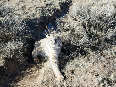 46&quot; Bobcat