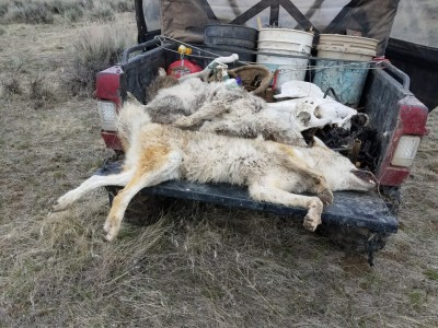 a few more coyote out of the sheep