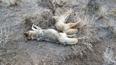 double on trail snares pair of coyotes setting up on lambing pasture.