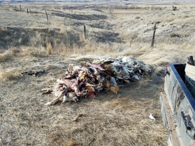 20170210_153453-1008x756.jpg (392.9 KiB) Viewed 249490 times productive winter on this ranch