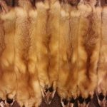 tanned pelts