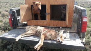 CH-3 Lost Pup | Welcome to Coyotehunter.net – The premier resource for